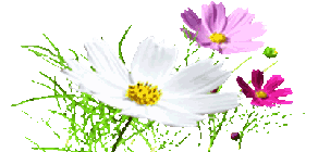 flower_1.png